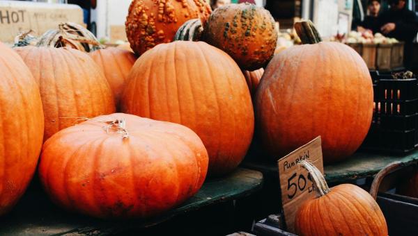 Pumpkins of all shapes and sizes.